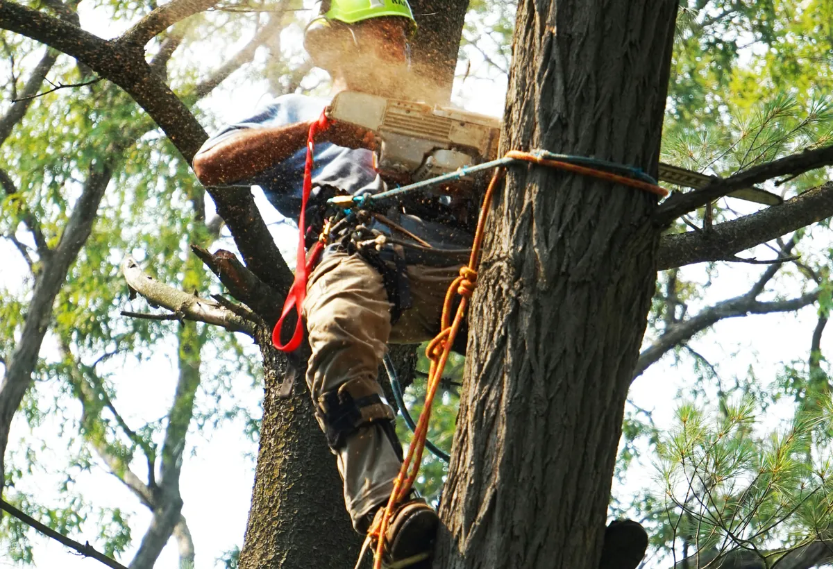 Certified arborist completing technical tree work
